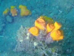 Tubastraea coccinea