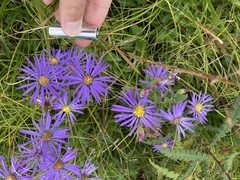 Eurybia spectabilis