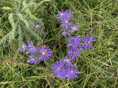 Eurybia spectabilis