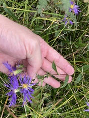 Eurybia spectabilis