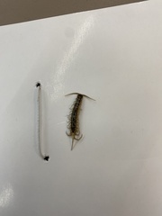 Lithobiomorpha