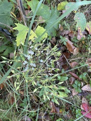 Arnoglossum atriplicifolium