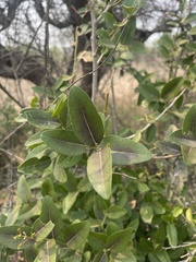Mystroxylon aethiopicum schlechteri