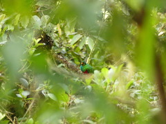 Pharomachrus auriceps