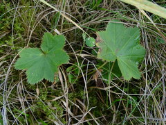 Alchemilla vulgaris