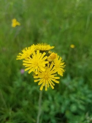 Pilosella caespitosa