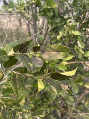 Mystroxylon aethiopicum schlechteri