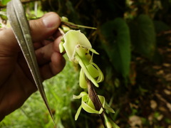 Epidendrum hymenodes