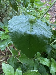 Scrophularia smithii subsp. langeana image