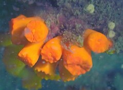 Tubastraea coccinea
