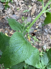 Scrophularia smithii image