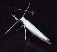 Argyresthia subreticulata