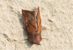 Papaipema impecuniosa