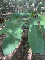 Asimina triloba