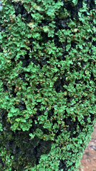 Ricasolia quercizans