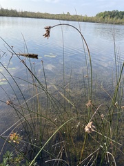 Schoenoplectus acutus