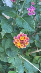 Lantana camara