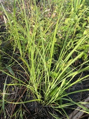 Carex scoparia