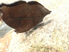 Doleschallia bisaltide pratipa