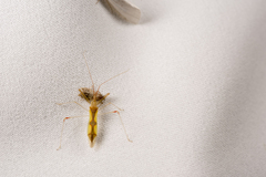 Gorpis japonicus