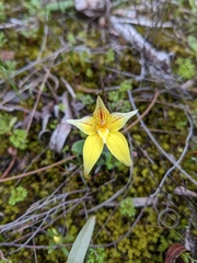 Caladenia flava flava
