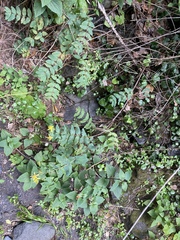 Hypericum grandifolium