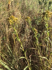 Solidago riddellii