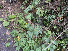 Hypericum grandifolium