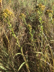 Solidago riddellii