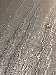 Brachymyrmex patagonicus