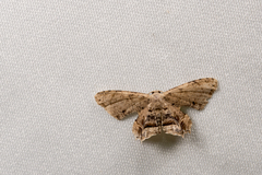 Dysaethria fulvihamata