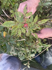 Rosa palustris