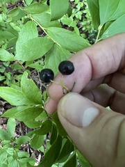 Vaccinium pallidum