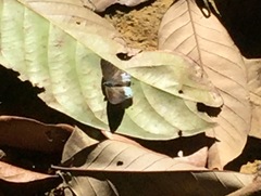Simiskina pheretia