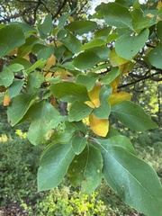 Malus prunifolia