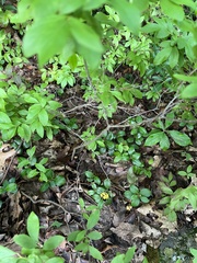 Vaccinium pallidum