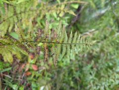 Thelypteridaceae