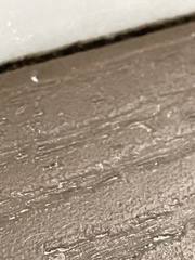 Brachymyrmex patagonicus