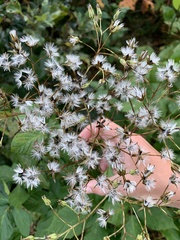 Arnoglossum plantagineum