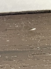 Brachymyrmex patagonicus