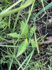 Erechtites hieraciifolius