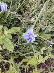 Cichorium
