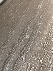 Brachymyrmex patagonicus