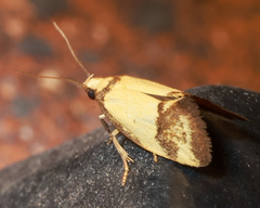 Olbonoma triptycha