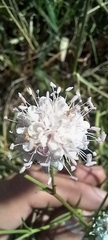 Cephalaria