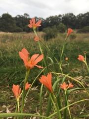 Moraea flaccida