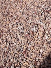 Pogonomyrmex barbatus