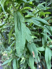 Cistus monspeliensis image