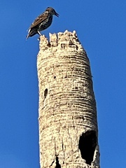 Sturnus vulgaris