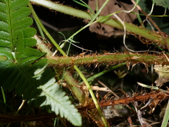 Dryopteris affinis cambrensis